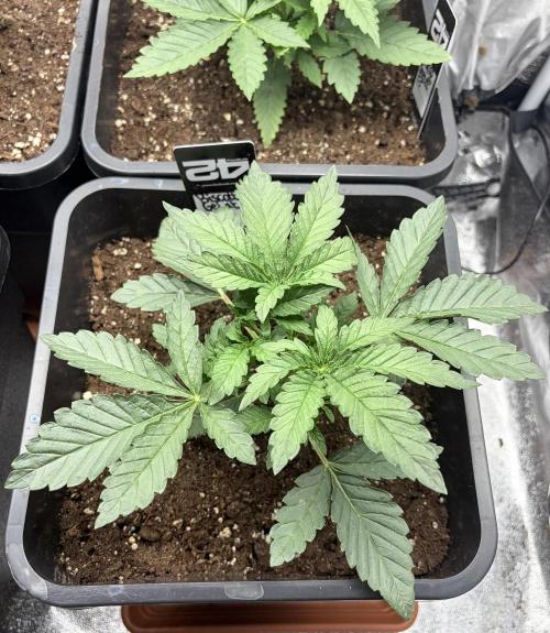 Biscotti Gelato. Week 3