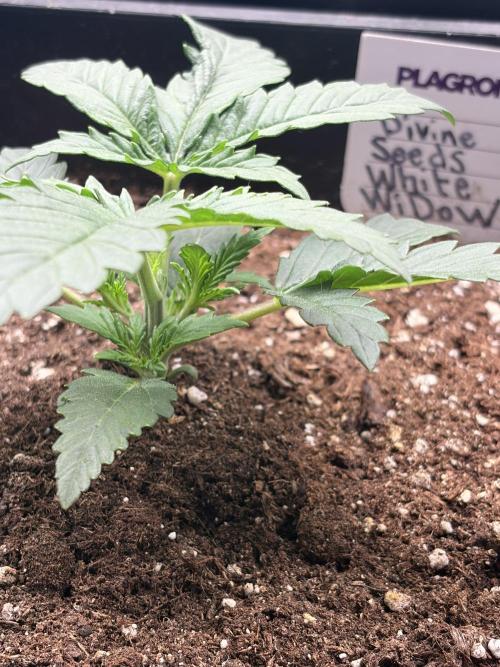 White Widow | Divine Seeds. Week 3