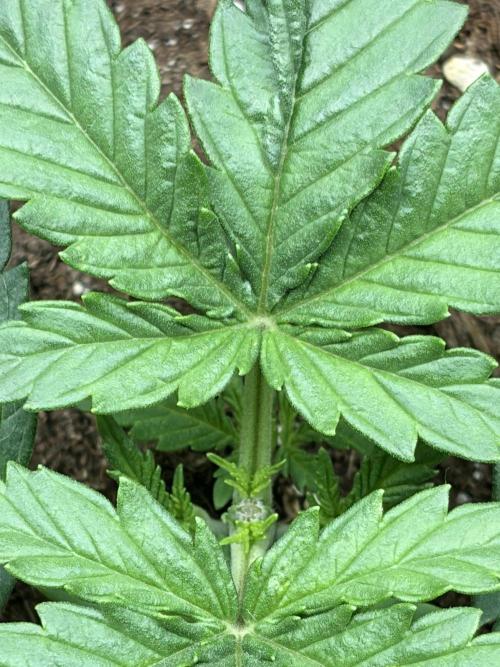 White Widow | Divine Seeds. Week 3