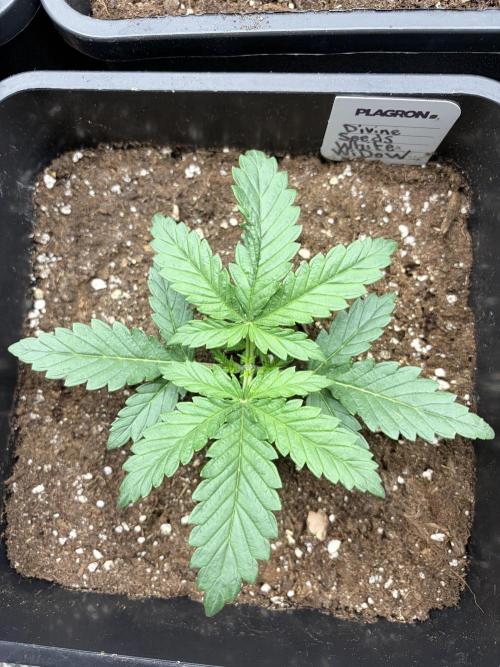 White Widow | Divine Seeds. Week 3