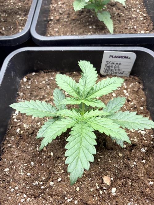 White Widow | Divine Seeds. Week 3