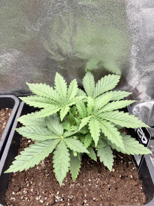 Orange Sherbet FF | Fastbuds. Week 3