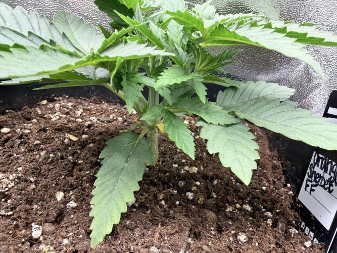 Orange Sherbet FF | Fastbuds. Week 3