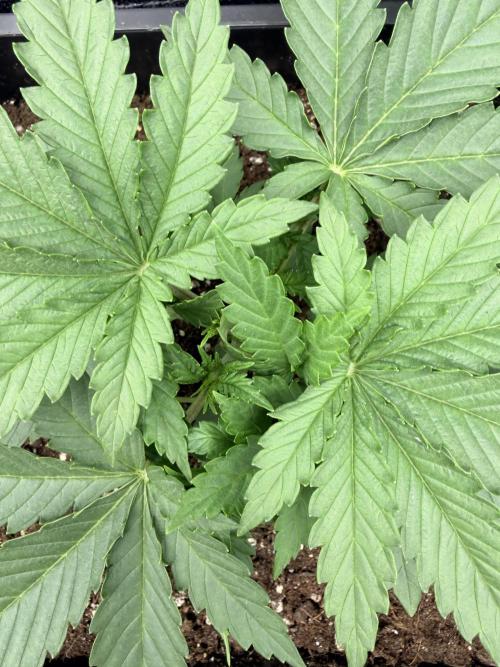 Orange Sherbet FF | Fastbuds. Week 3