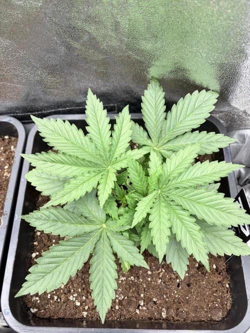 Orange Sherbet FF | Fastbuds. Week 3
