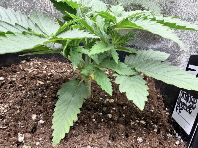 Orange Sherbet FF | Fastbuds. Week 3