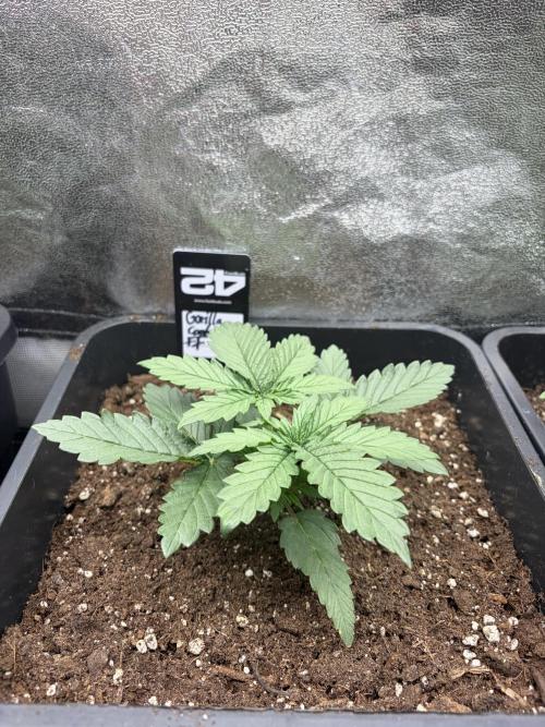 Gorilla Cookies FF | Fastbuds. Week 3