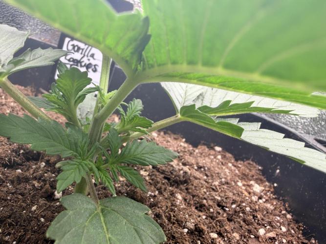 Gorilla Cookies FF | Fastbuds. Week 3