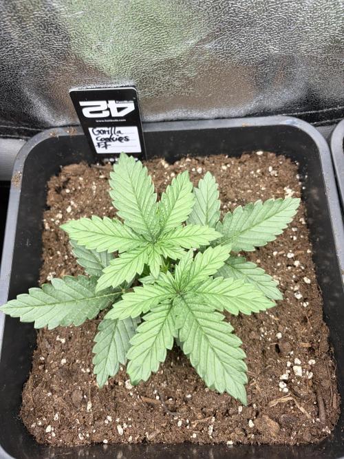 Gorilla Cookies FF | Fastbuds. Week 3