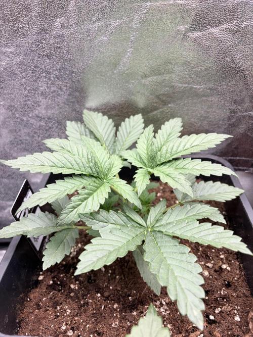 Lemon Cherry Runtz | Fastbuds. Week 3