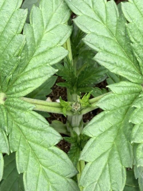Lemon Cherry Runtz | Fastbuds. Week 3