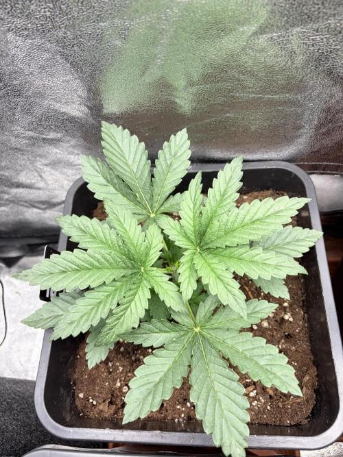 Lemon Cherry Runtz | Fastbuds. Week 3