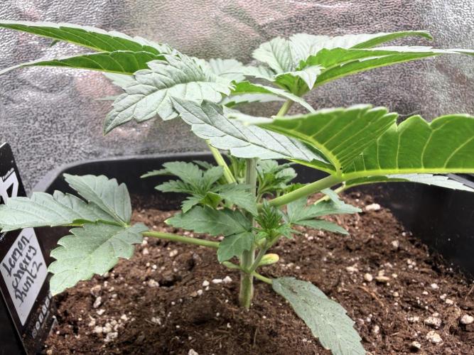 Lemon Cherry Runtz | Fastbuds. Week 3