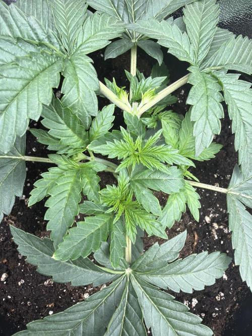 Lemon Cherry Runtz | Fastbuds. Week 3
