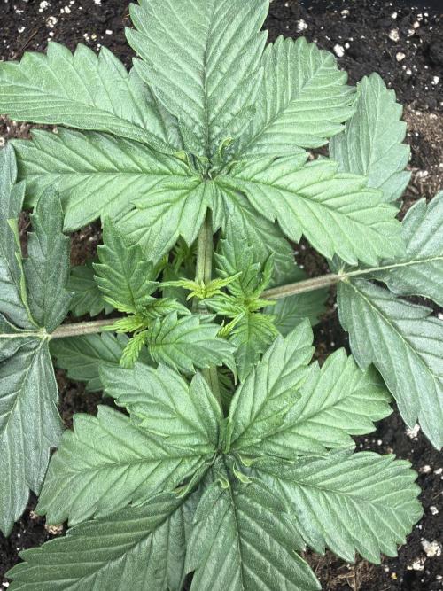 Gorilla Cookies FF | Fastbuds. Week 3