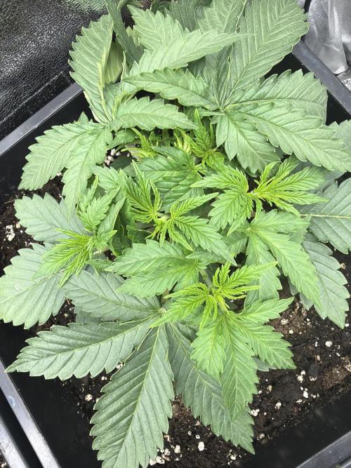 Orange Sherbet FF | Fastbuds. Week 3