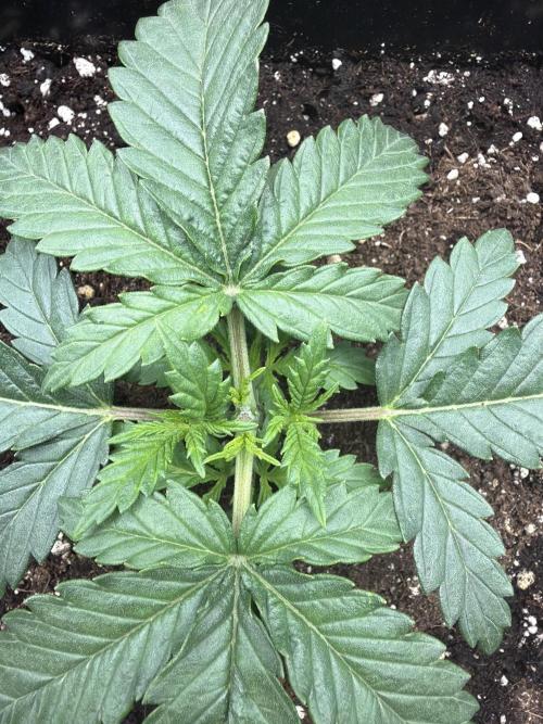White Widow | Divine Seeds. Week 3