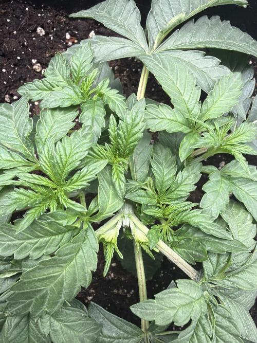 Biscotti Gelato. Week 3