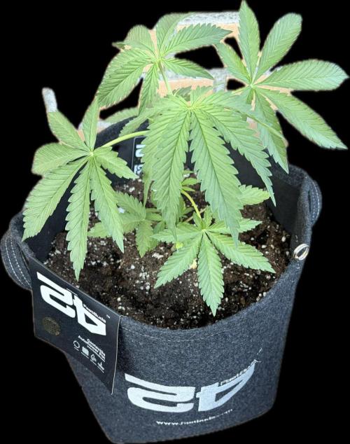 Gorilla Cookies FF (Outdoor Contest). Week 6