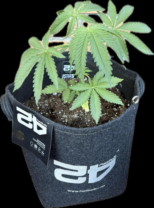 Gorilla Cookies FF (Outdoor Contest). Week 6