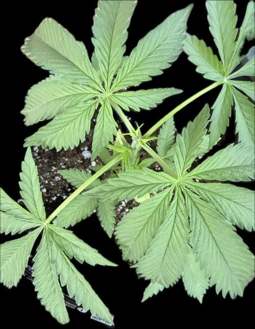 Gorilla Cookies FF (Outdoor Contest). Week 6
