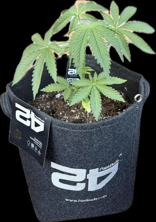 Gorilla Cookies FF (Outdoor Contest). Week 6