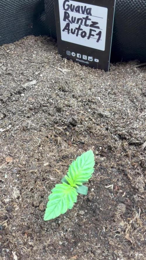 Guava Runtz Auto | Fastbuds (Outdoor)