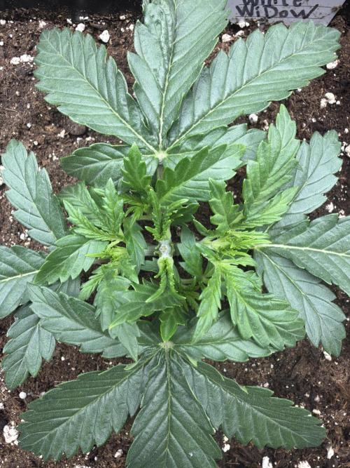 White Widow | Divine Seeds. Week 3