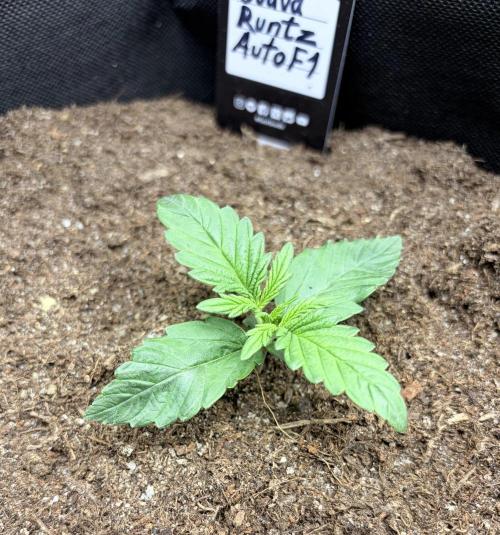 Guava Runtz Auto | Fastbuds (Outdoor). Week 2