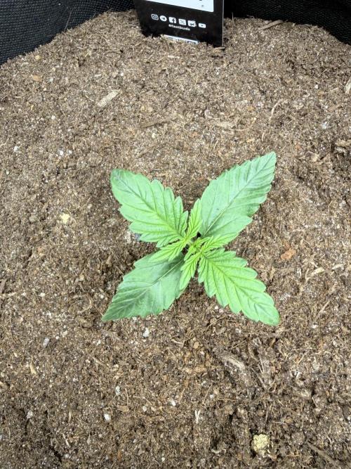 Guava Runtz Auto | Fastbuds (Outdoor). Week 2
