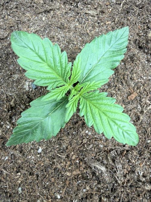 Guava Runtz Auto | Fastbuds (Outdoor). Week 2