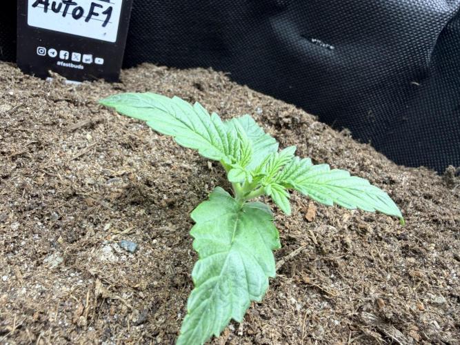 Guava Runtz Auto | Fastbuds (Outdoor). Week 2