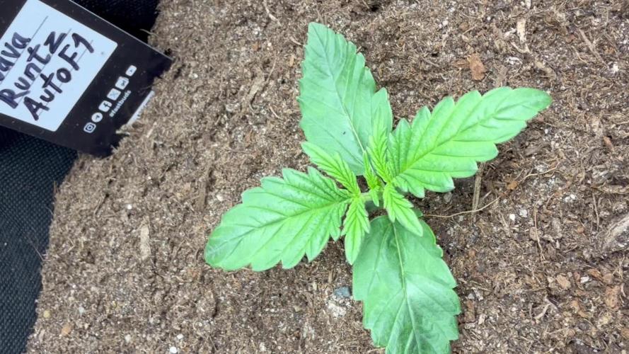 Guava Runtz Auto | Fastbuds (Outdoor)