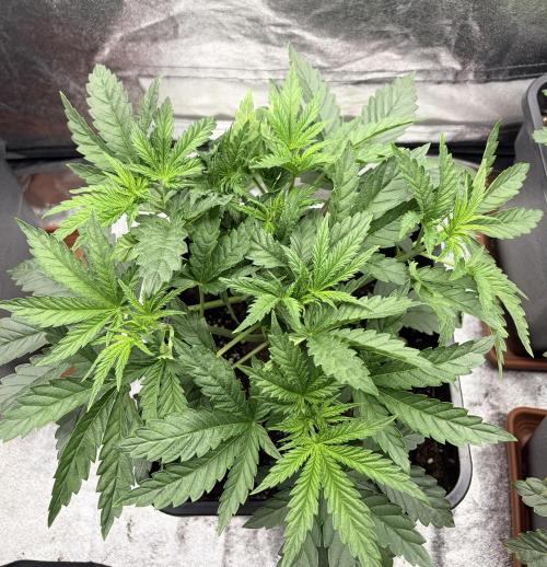 Lemon Cherry Runtz | Fastbuds. Week 4