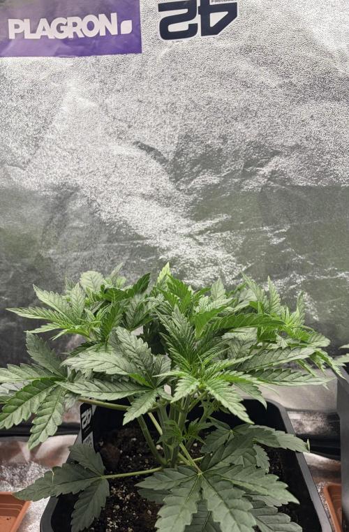Lemon Cherry Runtz | Fastbuds. Week 4
