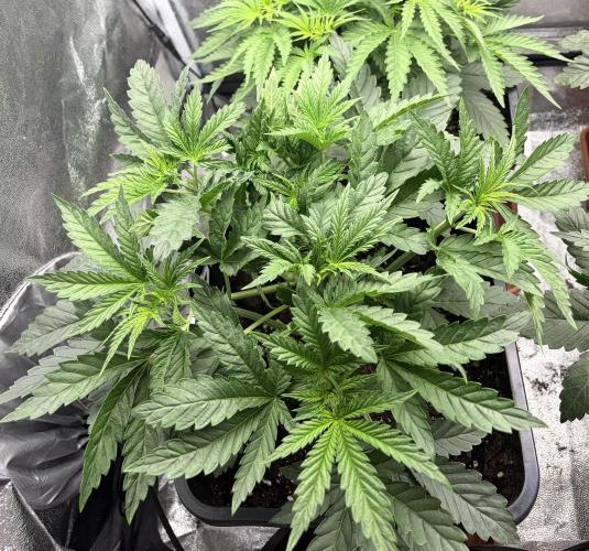 Lemon Cherry Runtz | Fastbuds. Week 4