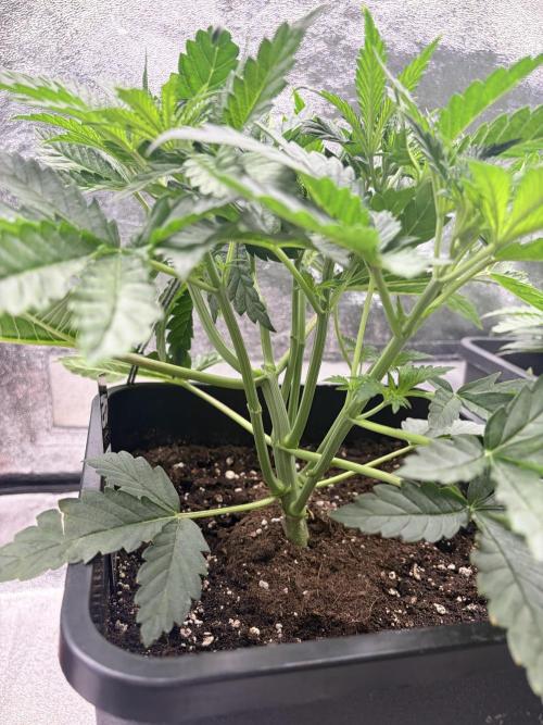 Lemon Cherry Runtz | Fastbuds. Week 4
