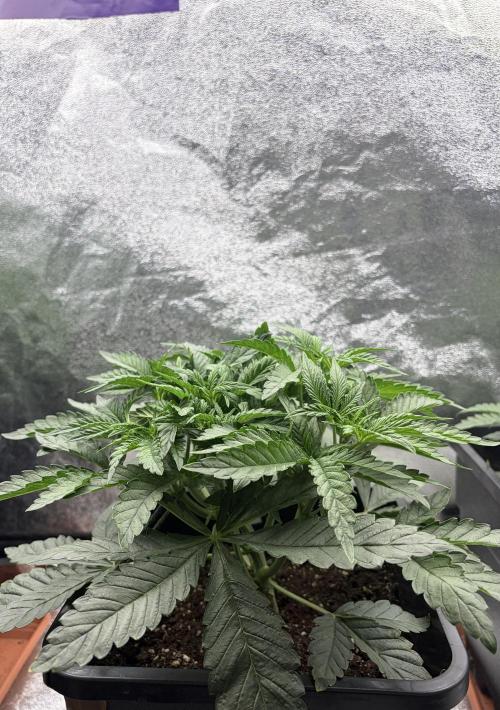 Biscotti Gelato | Fastbuds. Week 4