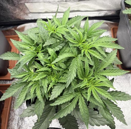 Biscotti Gelato | Fastbuds. Week 4