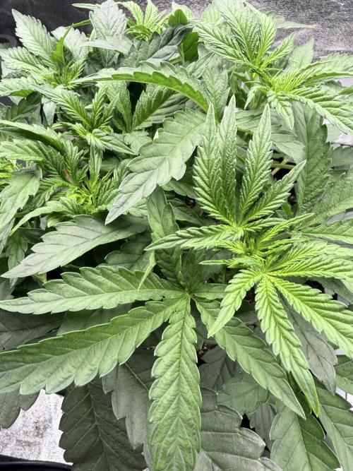 Biscotti Gelato. Week 4