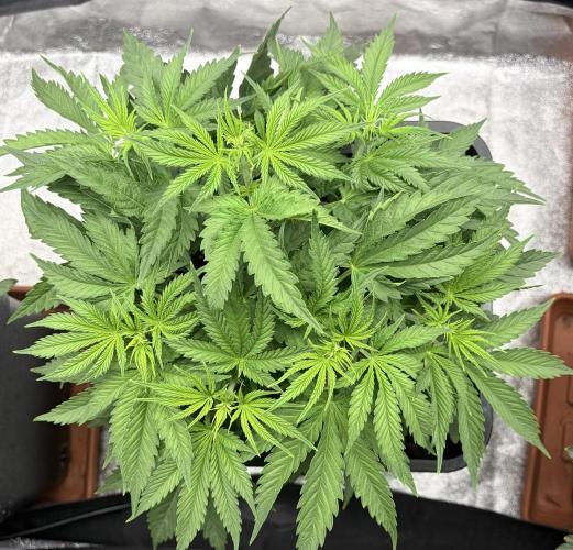 Orange Sherbet FF | Fastbuds. Week 4