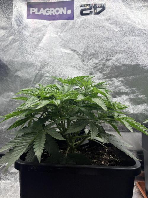 Orange Sherbet FF | Fastbuds. Week 4