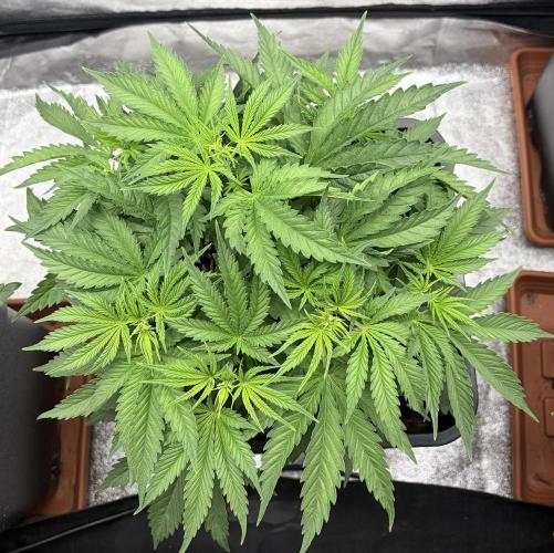 Orange Sherbet FF | Fastbuds. Week 4