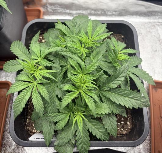 White Widow | Divine Seeds. Week 4