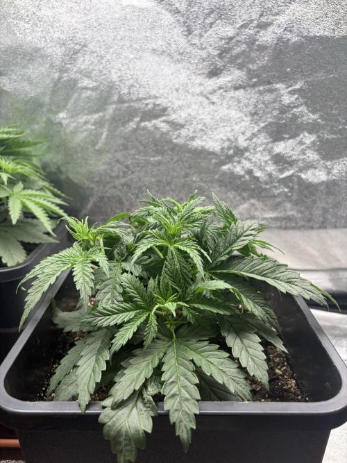 White Widow | Divine Seeds. Week 4
