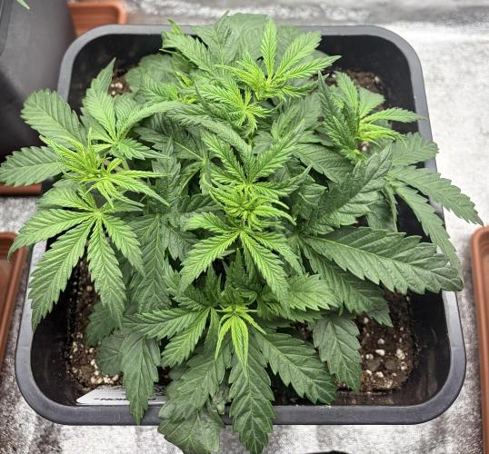 White Widow | Divine Seeds. Week 4