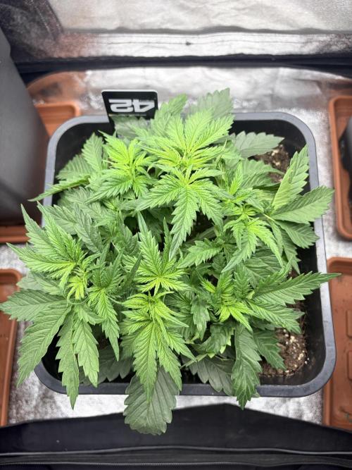 Gorilla Cookies FF | Fastbuds. Week 4