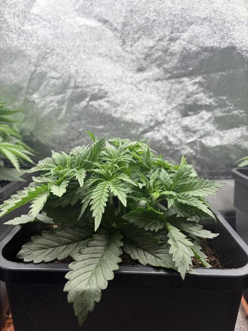 Gorilla Cookies FF | Fastbuds. Week 4