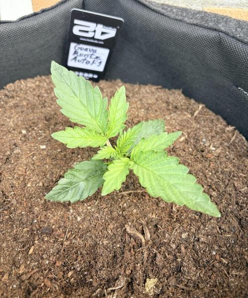 Guava Runtz Auto | Fastbuds (Outdoor). Week 2
