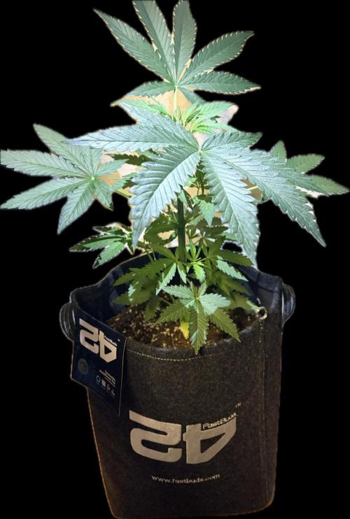 Gorilla Cookies FF (Outdoor Contest). Week 7